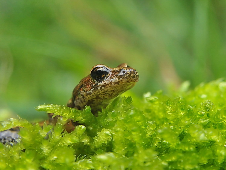 Geotritone  italiano - Hydromantes italicus